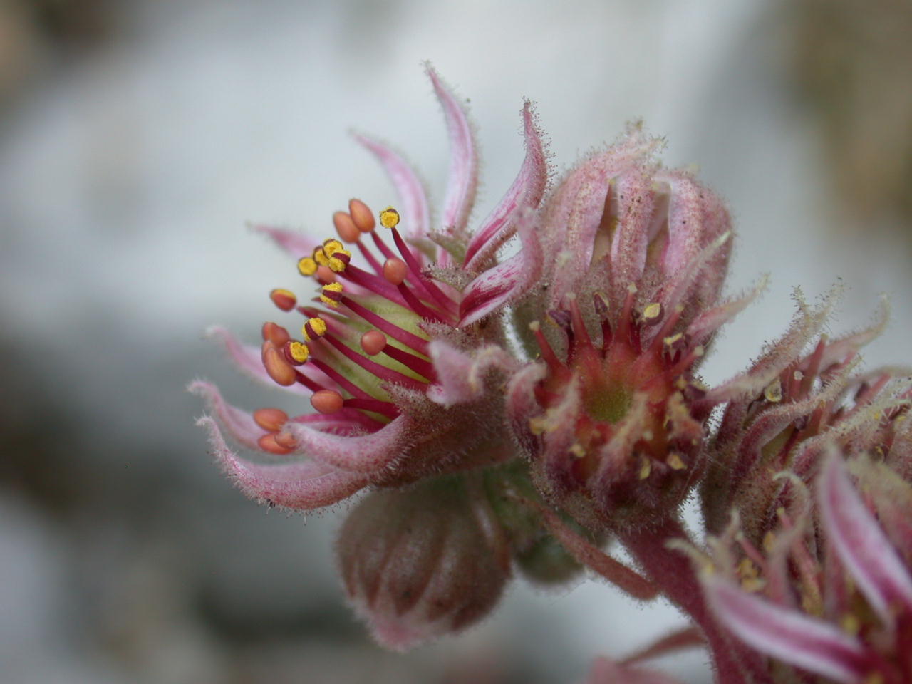 Sempre vivo ... Sempervivum tectorum